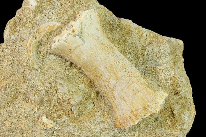 Cretaceous Fossil Phalanx In Rock - Morocco #133845